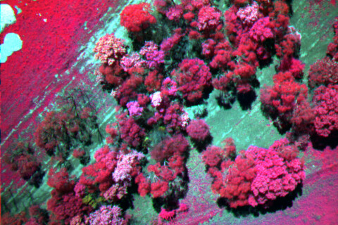 Fotografii Multispectrale (a-3)